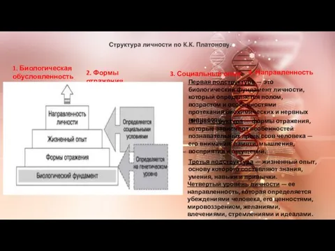 Структура личности по К.К. Платонову. 1. Биологическая обусловленность 2. Формы отражения 3.