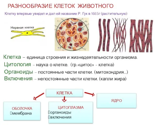 Клетка – единица строения и жизнедеятельности организма. Цитология – наука о клетке.