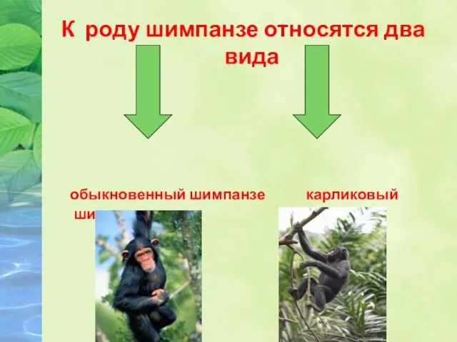 К роду шимпанзе относятся два вида обыкновенный шимпанзе карликовый шимпанзе (бонобо)
