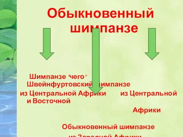 Обыкновенный шимпанзе Шимпанзе "чего" Швейнфуртовский шимпанзе из Центральной Африки из Центральной и