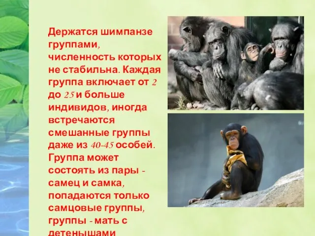 Держатся шимпанзе группами, численность которых не стабильна. Каждая группа включает от 2