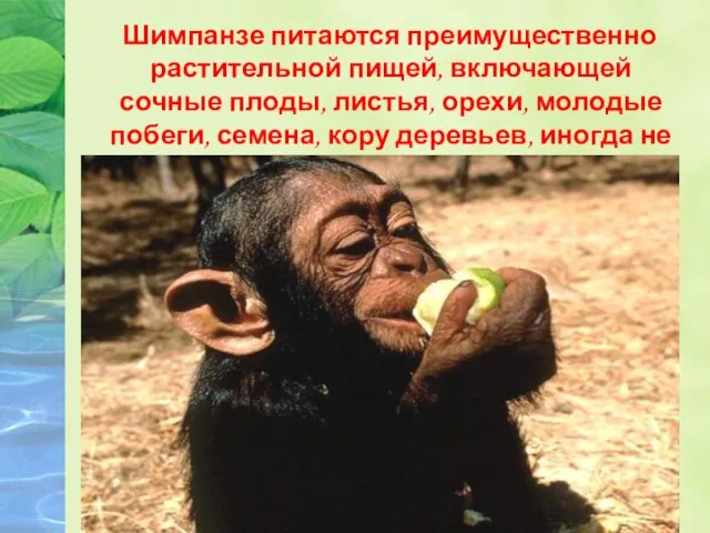 Шимпанзе питаются преимущественно растительной пищей, включающей сочные плоды, листья, орехи, молодые побеги,