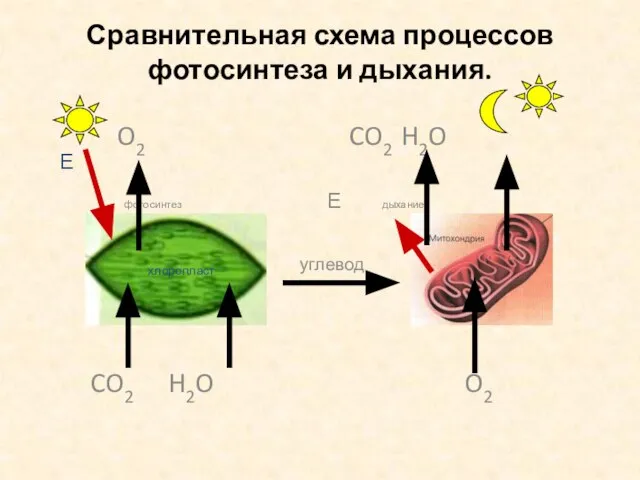 Сравнительная схема процессов фотосинтеза и дыхания. O2 CO2 H2O фотосинтез Е дыхание