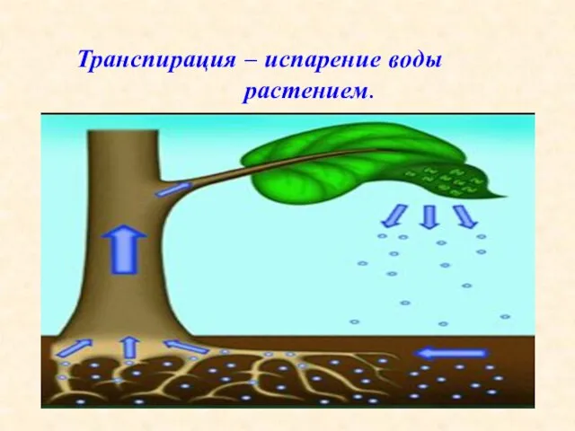 Транспирация – испарение воды растением.
