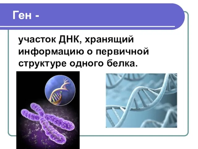 Ген - участок ДНК, хранящий информацию о первичной структуре одного белка.