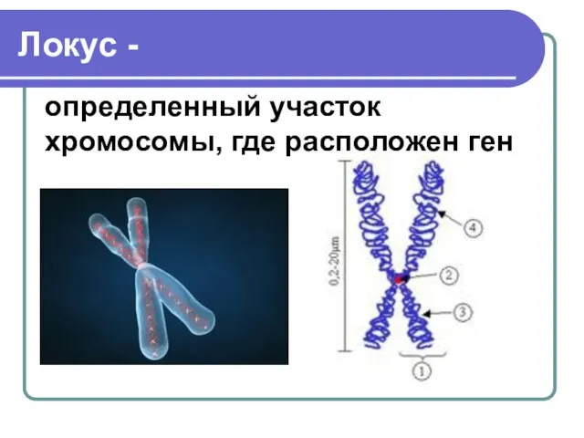 Локус - определенный участок хромосомы, где расположен ген