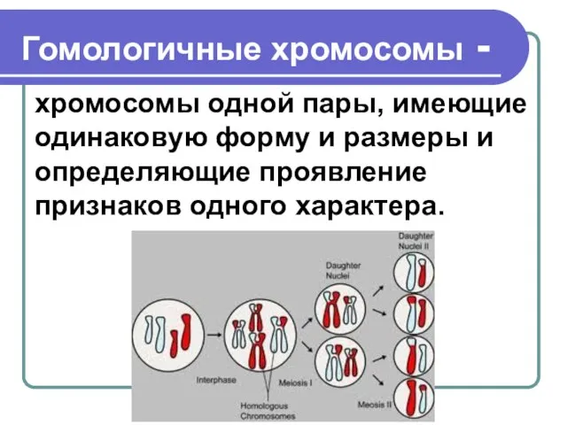 Гомологичные хромосомы - хромосомы одной пары, имеющие одинаковую форму и размеры и