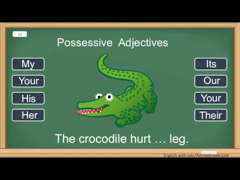 Possessive Adjectives The crocodile hurt … leg. My Your His Her Its