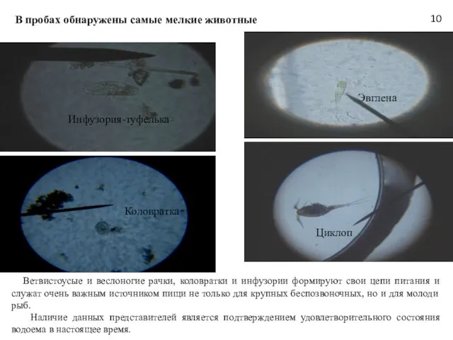 В пробах обнаружены самые мелкие животные Коловратка Инфузория-туфелька Циклоп Эвглена Ветвистоусые и