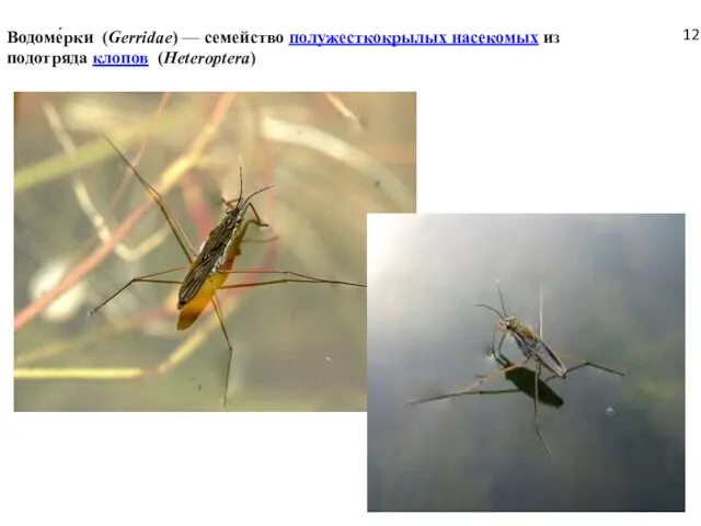 Водоме́рки (Gerridae) — семейство полужесткокрылых насекомых из подотряда клопов (Heteroptera) 12