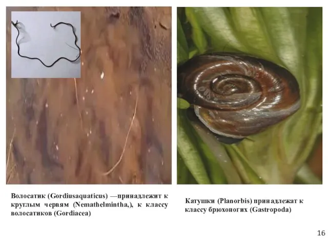 Волосатик (Gordiusaquaticus) —принадлежит к круглым червям (Nemathelmintha,), к классу волосатиков (Gordiacea) Катушки