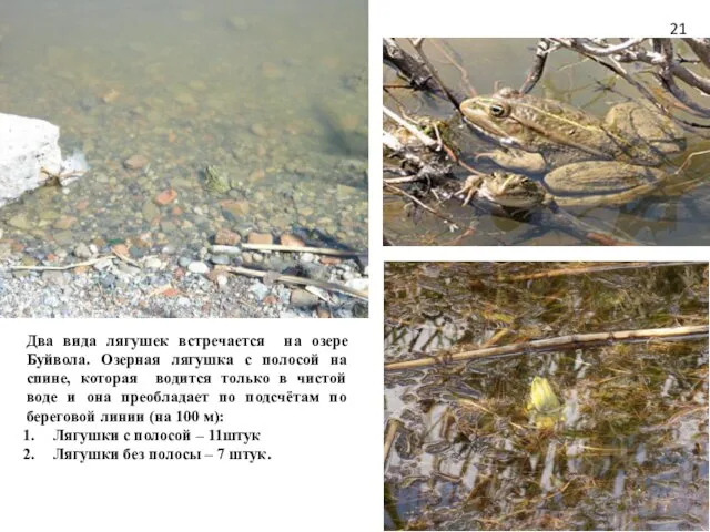 Два вида лягушек встречается на озере Буйвола. Озерная лягушка с полосой на