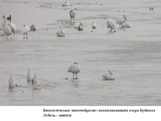 Биологическое многообразие: водоплавающих озера Буйвола Лебедь - щипун 24