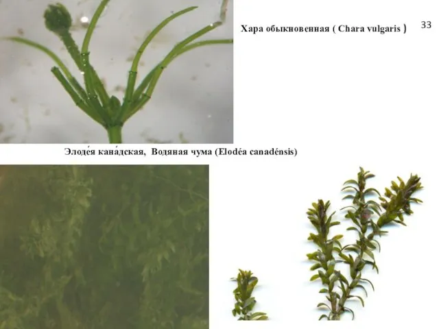 Хара обыкновенная ( Chara vulgaris ) Элоде́я кана́дская, Водяная чума (Elodéa canadénsis) 33