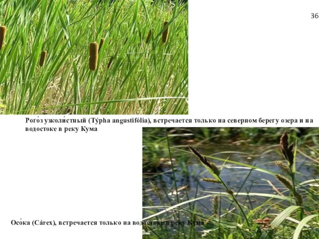 Рого́з узколи́стный (Týpha angustifólia), встречается только на северном берегу озера и на