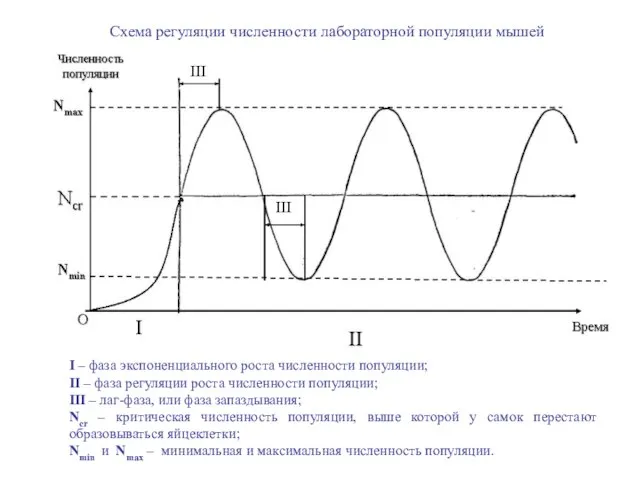 Схема регуляции численности лабораторной популяции мышей I – фаза экспоненциального роста численности