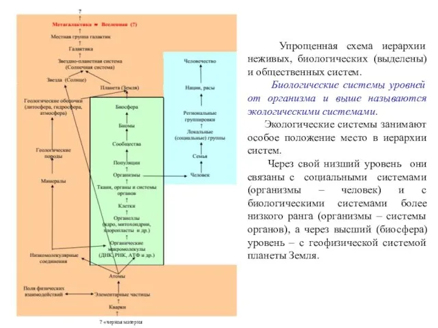 Упрощенная схема иерархии неживых, биологических (выделены) и общественных систем. Биологические системы уровней