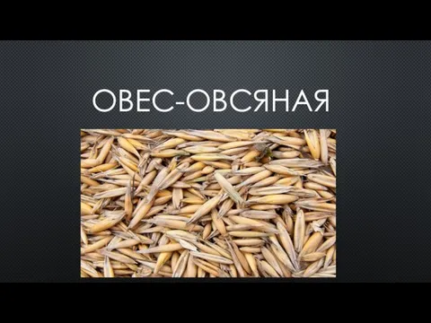 ОВЕС-ОВСЯНАЯ