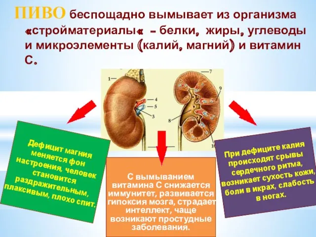 ПИВО беспощадно вымывает из организма «стройматериалы« - белки, жиры, углеводы и микроэлементы