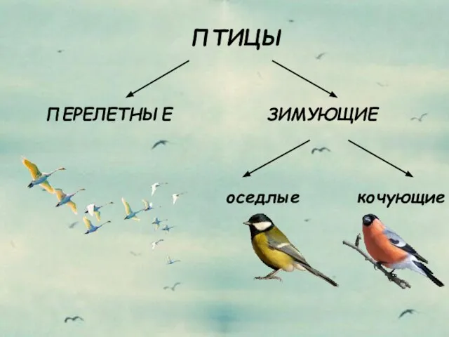 ПТИЦЫ ЗИМУЮЩИЕ ПЕРЕЛЕТНЫЕ кочующие оседлые