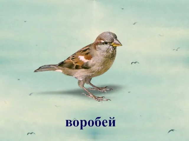 воробей