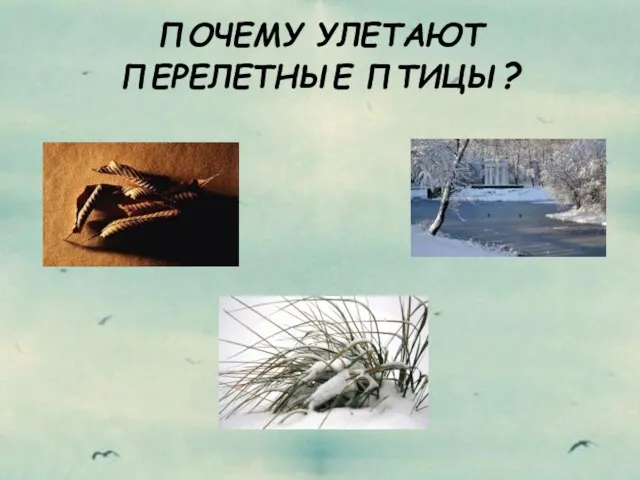 ПОЧЕМУ УЛЕТАЮТ ПЕРЕЛЕТНЫЕ ПТИЦЫ?