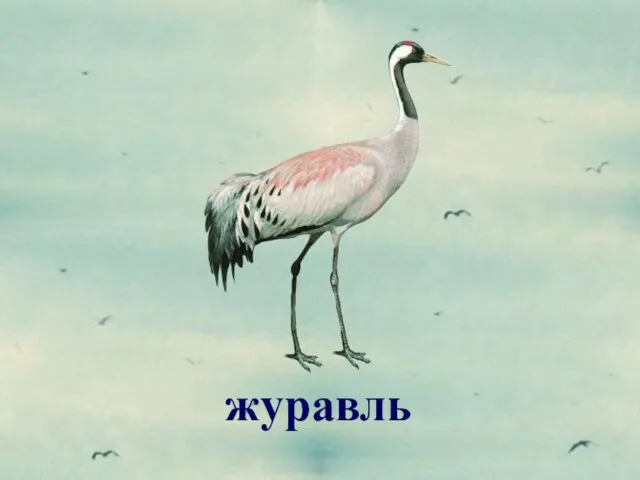 журавль