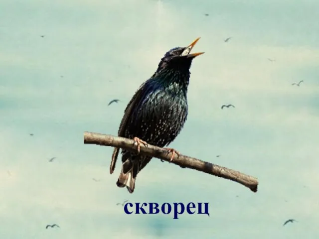 скворец