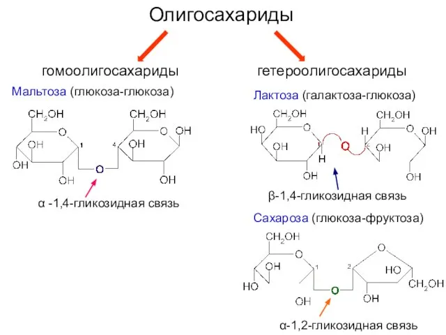 Олигосахариды гомоолигосахариды гетероолигосахариды Мальтоза (глюкоза-глюкоза) α -1,4-гликозидная связь Лактоза (галактоза-глюкоза) β-1,4-гликозидная связь Сахароза (глюкоза-фруктоза) α-1,2-гликозидная связь