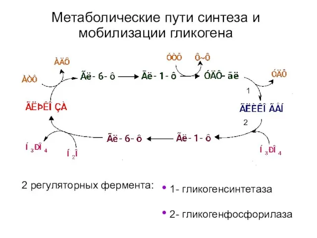 Метаболические пути синтеза и мобилизации гликогена 2 регуляторных фермента: 1- гликогенсинтетаза 2- гликогенфосфорилаза 1 2