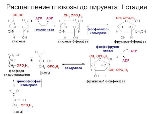 Расщепление глюкозы до пирувата: I стадия