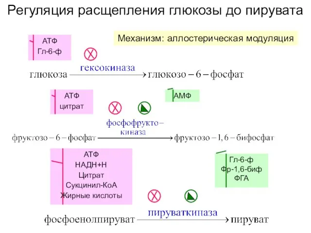 Регуляция расщепления глюкозы до пирувата АТФ цитрат АМФ АТФ НАДН+Н Цитрат Сукцинил-КоА