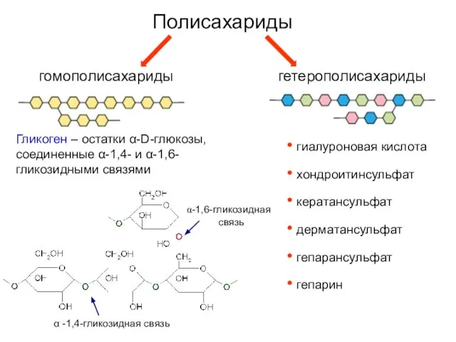 Полисахариды гомополисахариды гетерополисахариды Гликоген – остатки α-D-глюкозы, соединенные α-1,4- и α-1,6-гликозидными связями