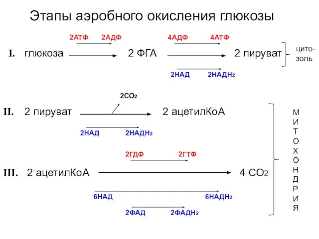 Этапы аэробного окисления глюкозы глюкоза 2 ФГА 2 пируват 2АТФ 2АДФ 4АДФ
