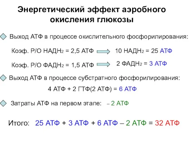Энергетический эффект аэробного окисления глюкозы Выход АТФ в процессе окислительного фосфорилирования: 25