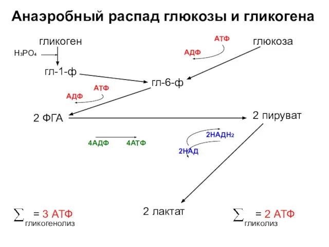 Анаэробный распад глюкозы и гликогена глюкоза гликоген гл-1-ф гл-6-ф 2 ФГА 2