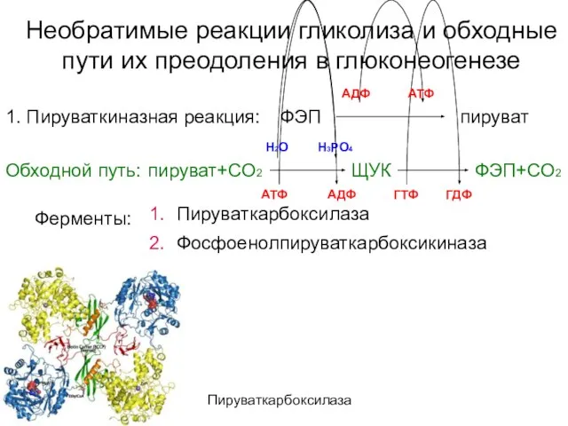 Необратимые реакции гликолиза и обходные пути их преодоления в глюконеогенезе Ферменты: Пируваткарбоксилаза Фосфоенолпируваткарбоксикиназа Пируваткарбоксилаза