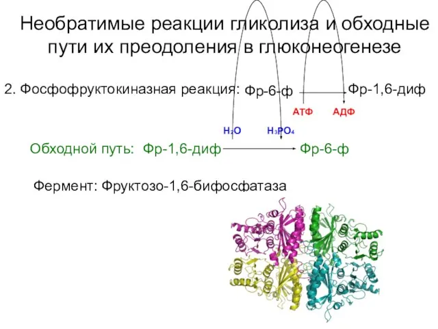 Необратимые реакции гликолиза и обходные пути их преодоления в глюконеогенезе Фермент: Фруктозо-1,6-бифосфатаза