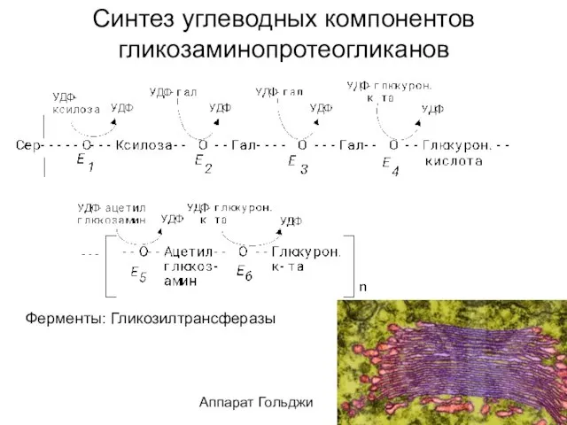 Синтез углеводных компонентов гликозаминопротеогликанов Ферменты: Гликозилтрансферазы Аппарат Гольджи