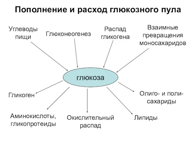 Пополнение и расход глюкозного пула глюкоза Углеводы пищи Распад гликогена Глюконеогенез Взаимные