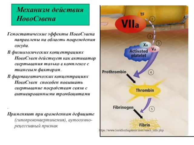 Механизм действия НовоСэвена Гемостатические эффекты НовоСэвена направлены на область повреждения сосуда. В