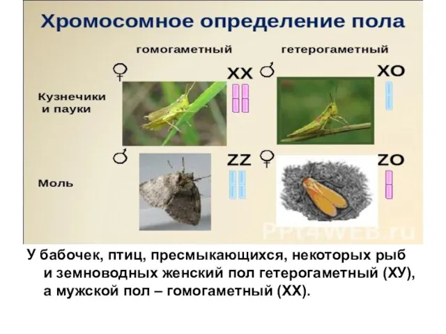 У бабочек, птиц, пресмыкающихся, некоторых рыб и земноводных женский пол гетерогаметный (ХУ),