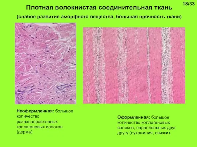 Плотная волокнистая соединительная ткань (слабое развитие аморфного вещества, большая прочность ткани) Неоформленная: