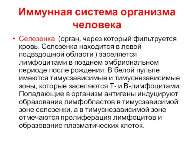 Иммунная система организма человека Селезенка (орган, через который фильтруется кровь. Селезенка находится