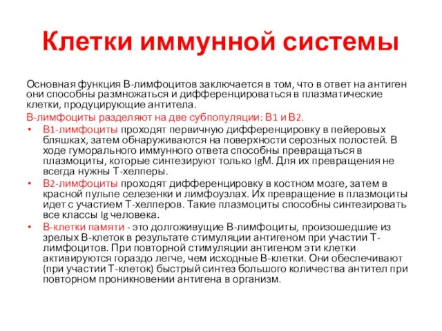 Клетки иммунной системы Основная функция В-лимфоцитов заключается в том, что в ответ