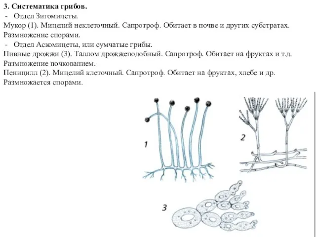3. Систематика грибов. Отдел Зигомицеты. Мукор (1). Мицелий неклеточный. Сапротроф. Обитает в