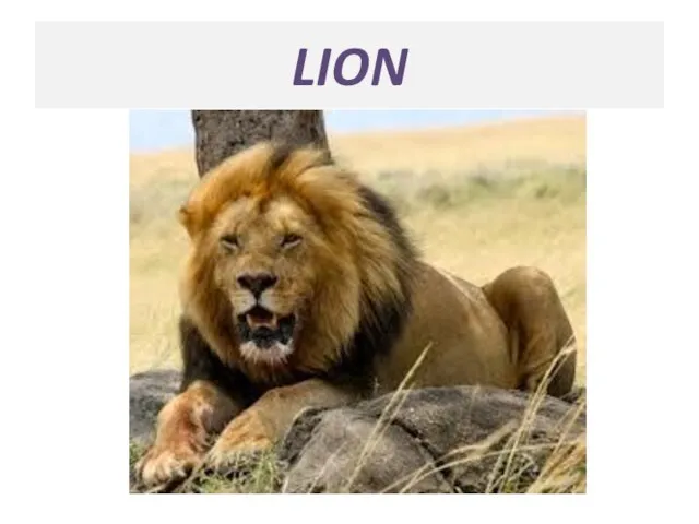 LION