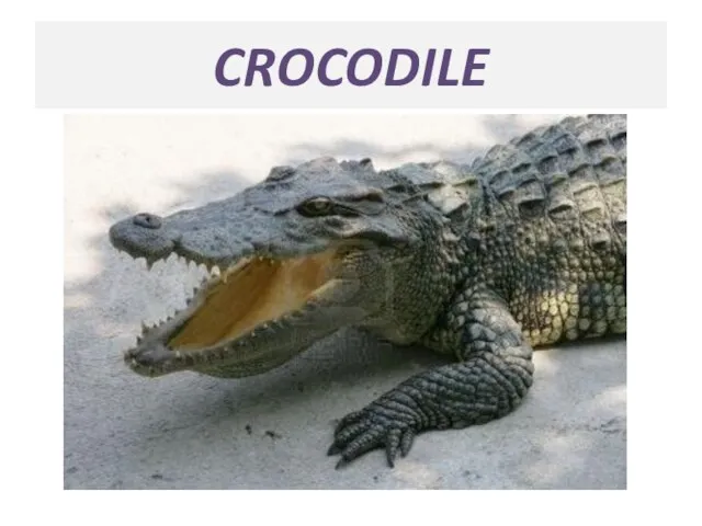 CROCODILE