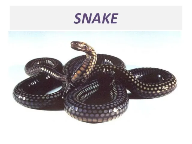 SNAKE