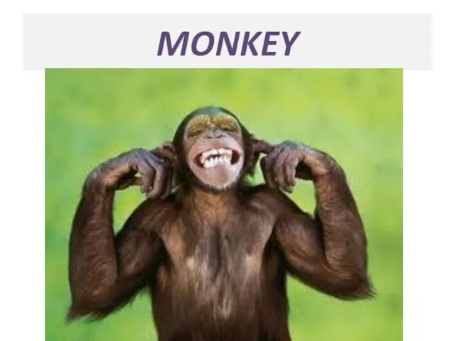 MONKEY